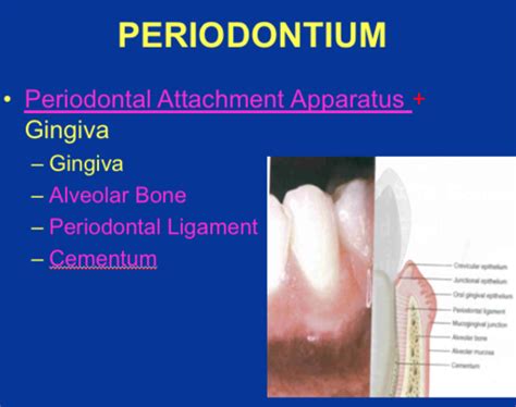 Anatomy Of The Periodontium Flashcards Quizlet