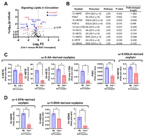 Ijms Free Full Text Transplantation Of Brown Adipose Tissue With