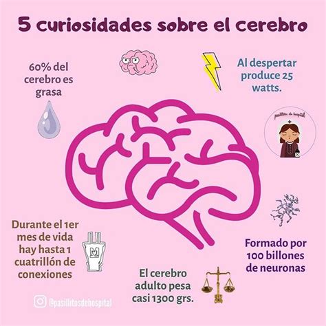 5 Curiosidades Sobre El Cerebro Neurociencia Y Educacion Anatomia Y