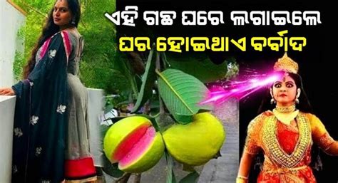 ପୁରା ଘର ନଷ୍ଟ ହୋଇଯାଏ ଏହି ଗୋଟିଏ ଗଛ ଘରେ କେବେ ବି ଲଗାନ୍ତୁ ନାହିଁ ଖାସ କରି