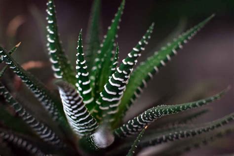 How To Grow And Care For Zebra Haworthia Gardeners Path