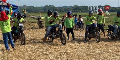 Semarak Panen Raya Tukang Ojek Gabah Di Batang Adu Balap Di Tengah Sawah