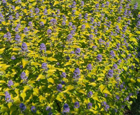 Caryopteris X Clandonensis Hint Of Gold Bluebeard