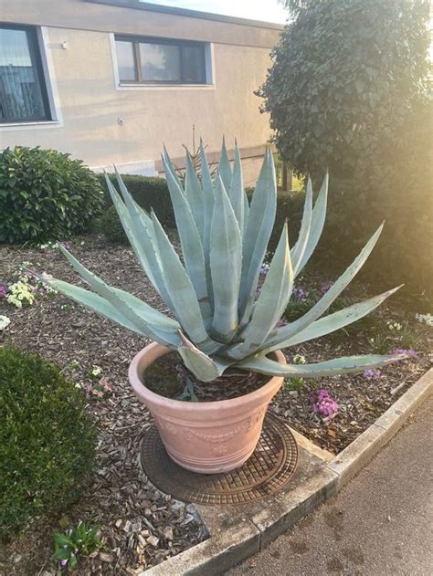 Agave Kaufen Auf Ricardo