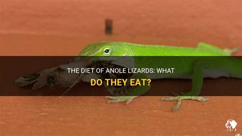 The Diet Of Anole Lizards What Do They Eat Petshun