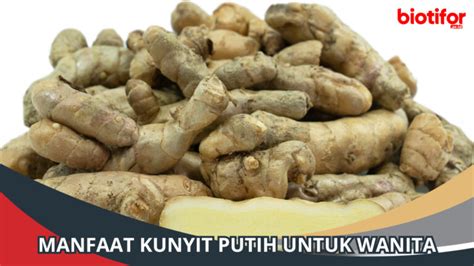 Manfaat Kunyit Putih Untuk Wanita Alam Yang Menjaga Kesehatan Biotifor