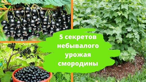 5 секретов небывалого урожая смородины - YouTube