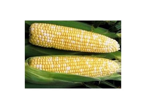 Non-GMO Sweet Corn Seeds (1/2 LB) 1,000 Seeds