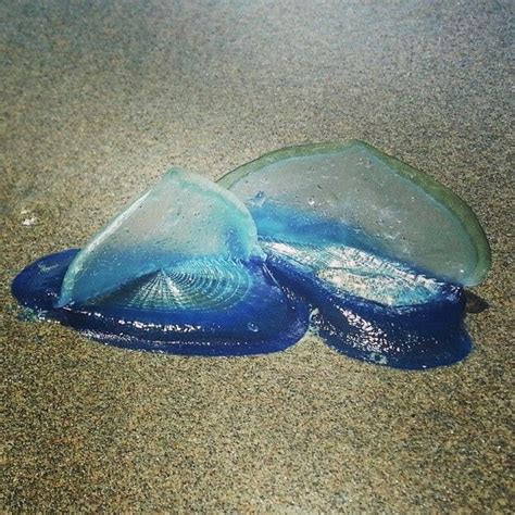 Blue Jellyfish Lining The Beach At Whiskey Run Beach Bandon Oregon