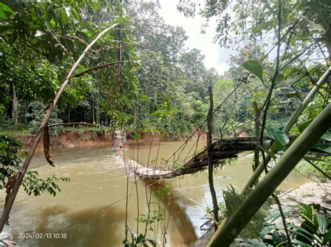 Jembatan Gantung Di Sungai Sambang Ambruk Kendaraan Jatuh Ke Sungai