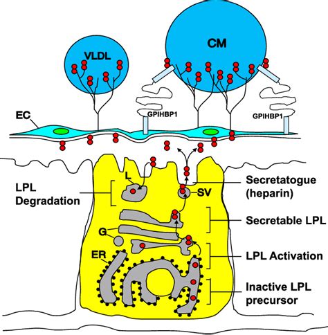 LIPOPROTEIN LIPASE | Semantic Scholar