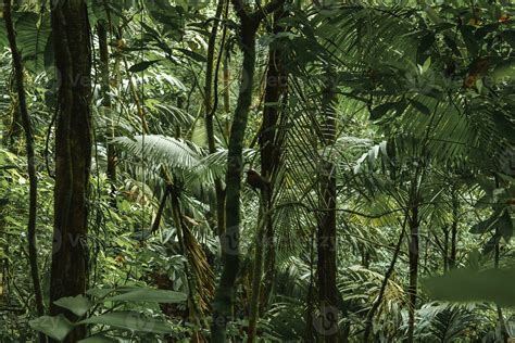 Costa Rica Rainforest Trees
