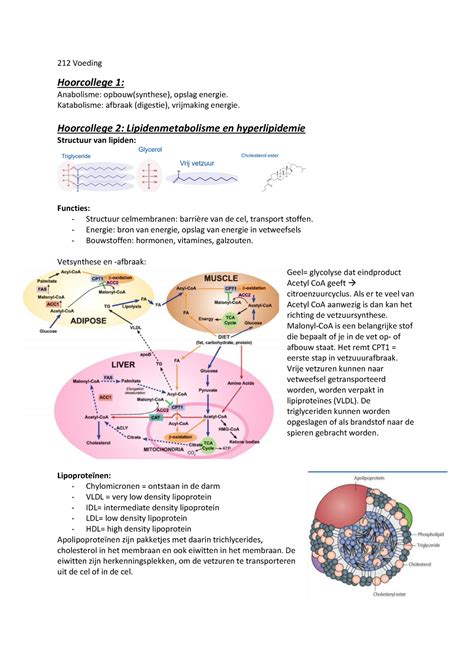212 Voeding Hoorcolleges Alles 212 Voeding Hoorcollege 1 Anabolisme