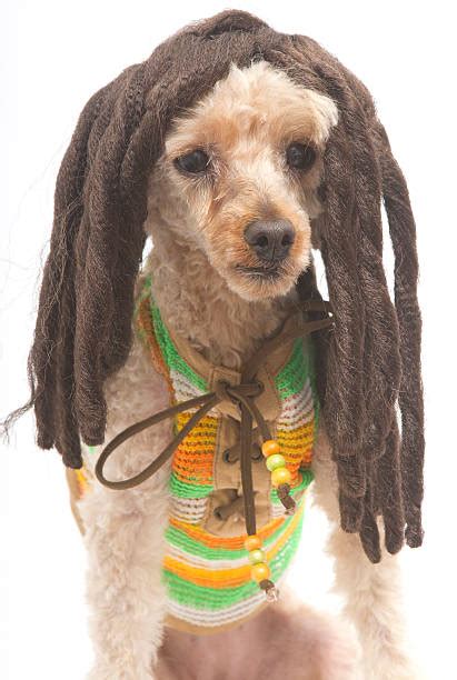 Poodle With Dreads Stock Photos Pictures And Royalty Free Images Istock