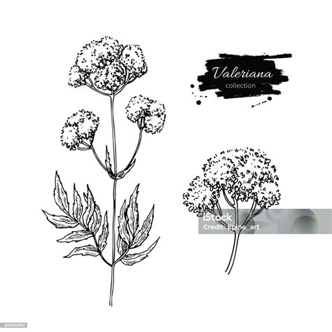 Ilustración De Valeriana Officinalis Vector Dibujo Flor Médico Aislado Y Conjunto De Hojas