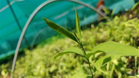 Full Sun Exposure Green White Sandalwood Plant At Piece In Mysuru