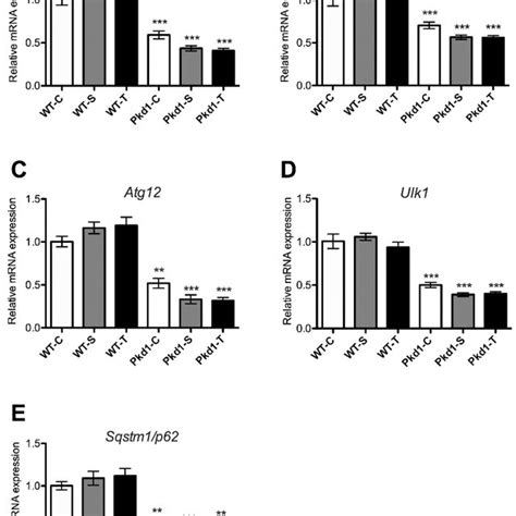 Effect Of Trehalose On The Expression Of Autophagy Related Genes In The