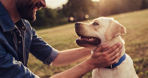 5 maneiras para deixar seu cão feliz e saudável