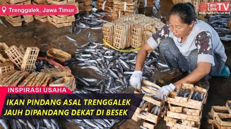 Sentra Pengolahan Ikan Pindang Terbesar Di Trenggalek Sehari Produksi