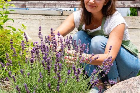 Boutures D T Faciles Plantes Pour Un Premier Pas Dans Le Monde Du