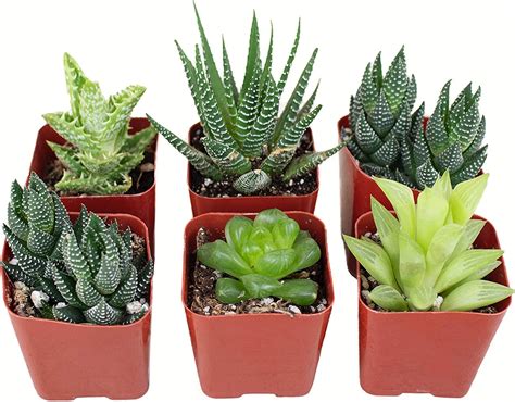 Seeds Plants Aloe Seeds Haworthia Plant Houseplants Succulent Aloe