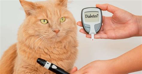 Cães e gatos também podem sofrer de diabetes entenda melhor