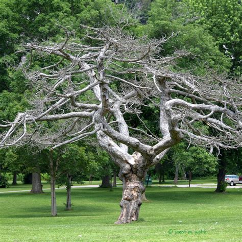 Naked Trees This That And The Other Thing