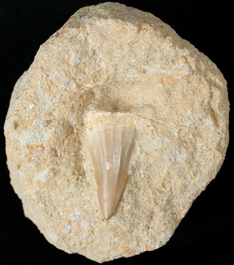 Fossil Mosasaurus Tooth In Matrix For Sale Fossilera