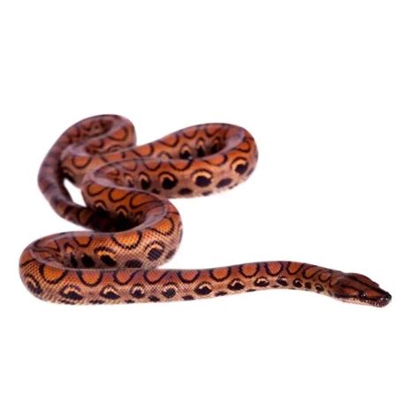 Baby Brazilian Rainbow Boa - Reptiles For Sale