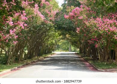 Crape Myrtle Blooming Season Richmond Virginia Stock Photo 1882947739 ...