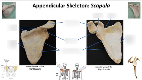 Appendicular Skeleton Scapula Diagram Quizlet