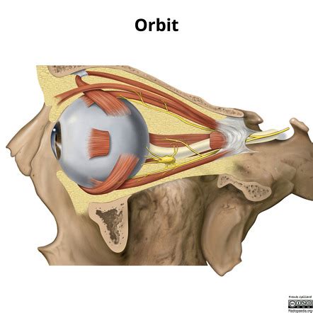 Orbital anatomy (illustration) | Radiology Case | Radiopaedia.org