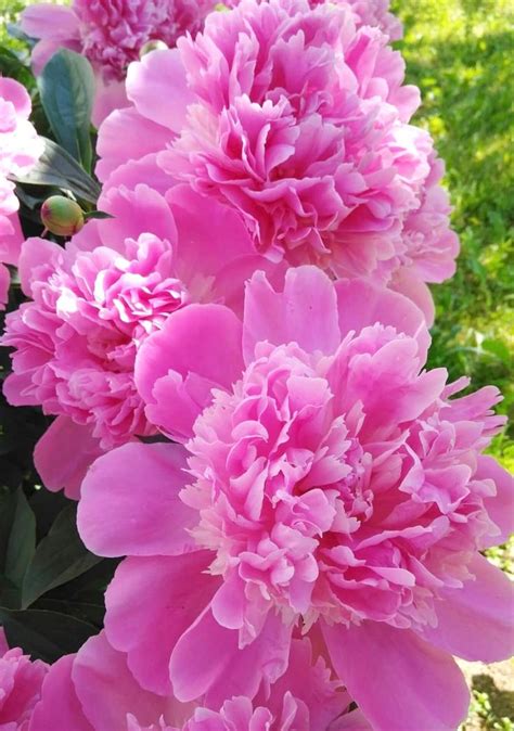 Pin By Bozena On Gardening Amazing Flowers Beautiful Flowers Pink