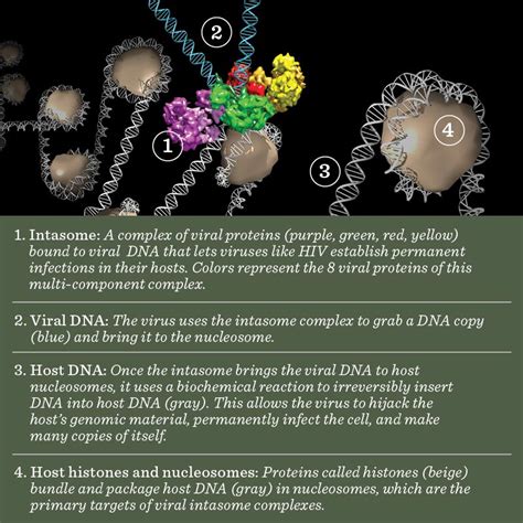 Protein structure illuminates how viruses take over cells - Inside Salk