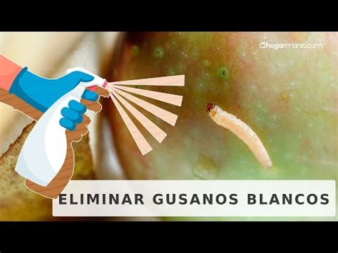 Qu Pasa Si Te Comes Un Gusano Blanco Descubre Las Consecuencias