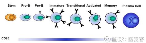 Cd20：老而弥新的热门药物靶点 Cd20：老而弥新的热门药物靶点 B淋巴细胞抗原cd20b淋巴细胞抗原cd20是在淋巴b细胞表面表达的糖基化