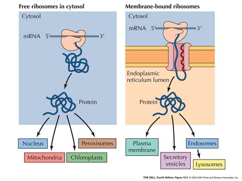 Er Golgi Lysosomes