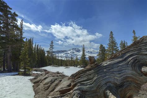 Carson Pass Winter Stock Image Image Of Carson Snowy