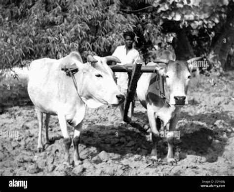 Plowing With Oxen India Hi Res Stock Photography And Images Alamy