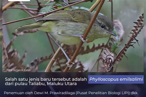 Penemuan 10 Taksa Baru Burung Dari Sulawesi Dan Maluku Utara Akurat