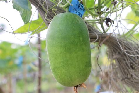 White Gourd Ash Gourd Digital Herbarium Of Crop Plants