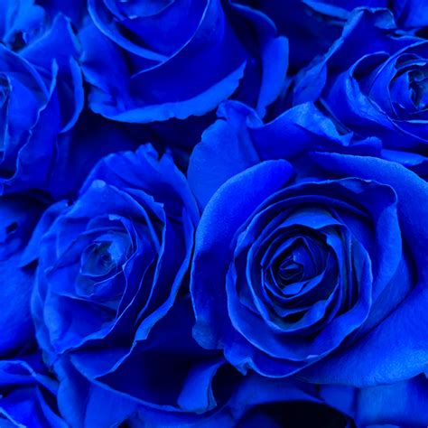 Bright Blue Roses Bouquet Delivery | Rosaholics