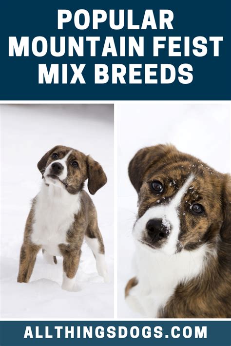 Mountain Feist Mix Mountain Feist Mountain Cur Dog Mixed Breed Dogs