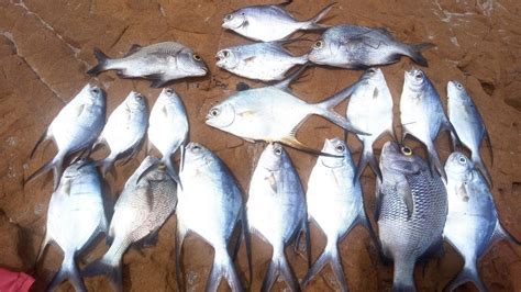 Pescaria De Praia Muitos Peixes Na Varinha De Bambu Youtube