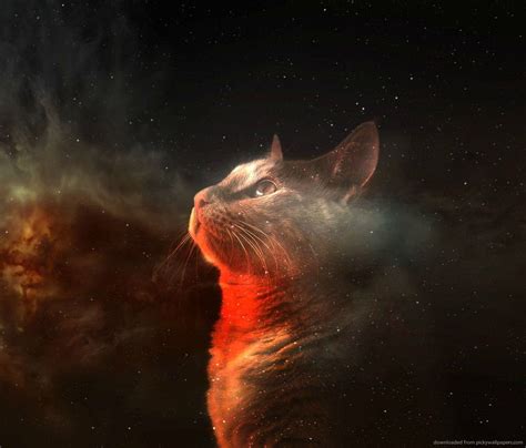 Galaxy Cat Wallpaper - WallpaperSafari