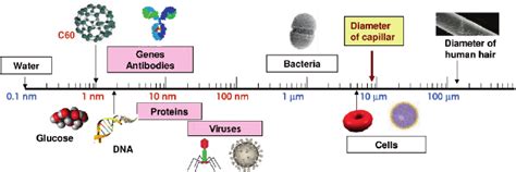 Comparative Sizes Of Natural Nanoparticles Download Scientific Diagram