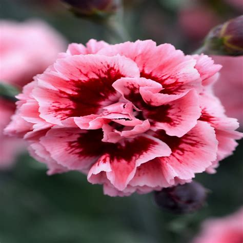 Dianthus X Scent First Sugar Plum Pinks Siteone