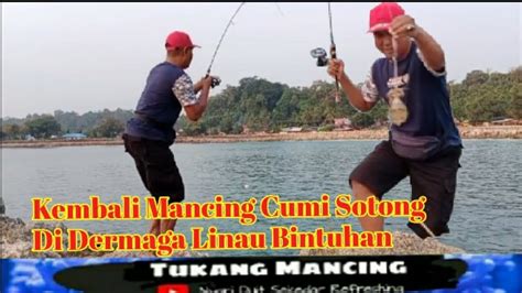 Kembali Mancing Cumi Sotong Di Dermaga Linau Bintuhan