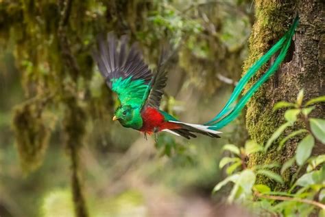 ケツァール、世界一美しい 幻の鳥、火の鳥のモデルとも、中米メキシコ～パナマ の熱帯雨林に生息 歴史散歩とサイエンス、自然とのふれあい