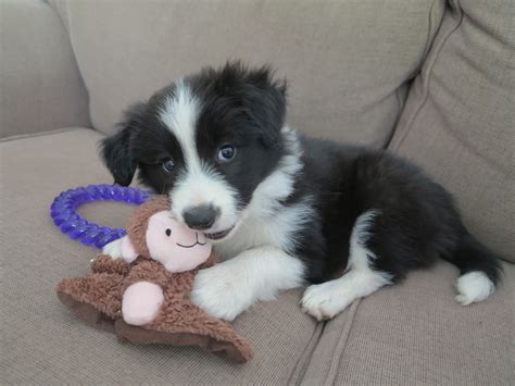 Pictures Of Border Collie Puppies : Miniature Border Collie Guide Size Temperament Grooming More ...